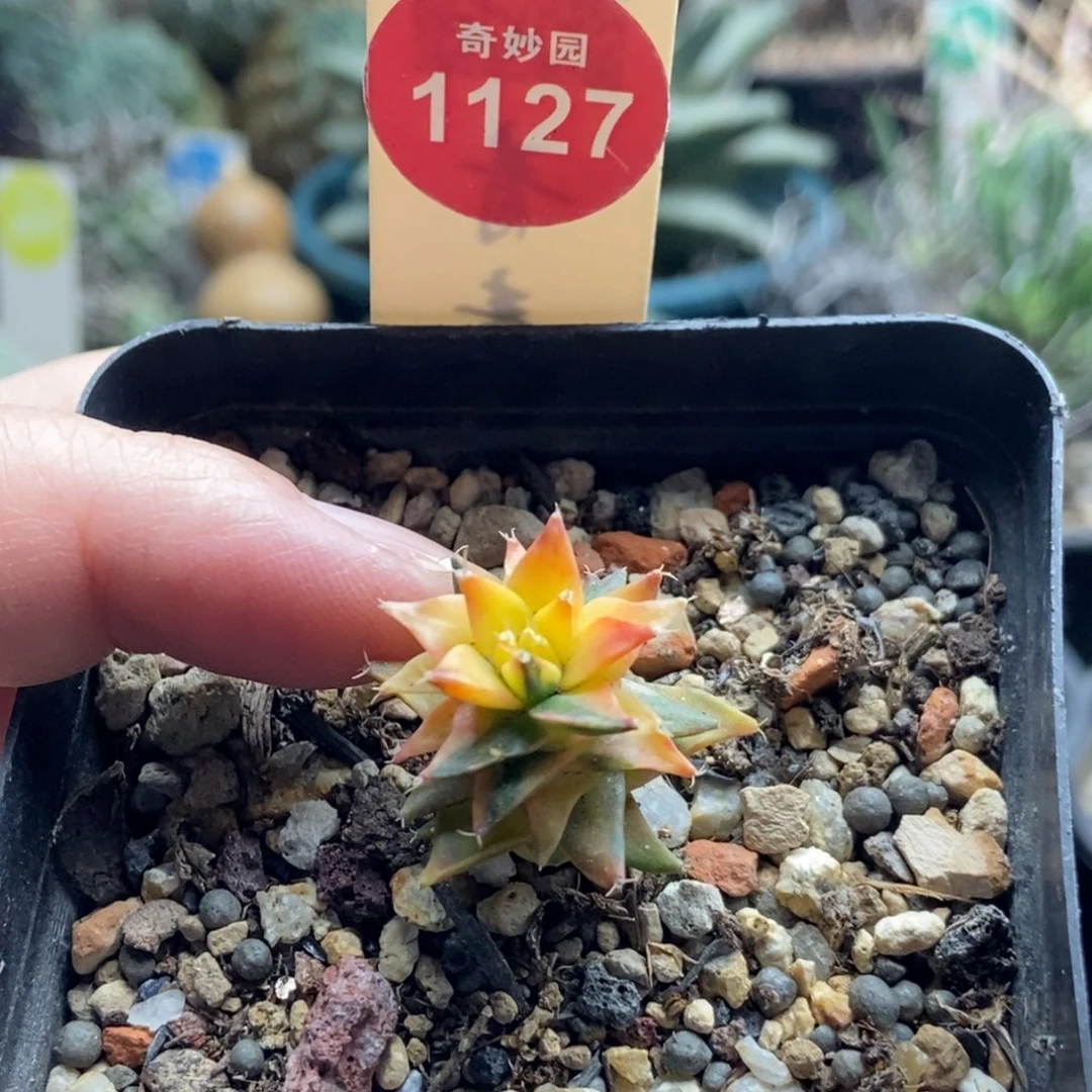 实生帝冠锦一颗仙人球