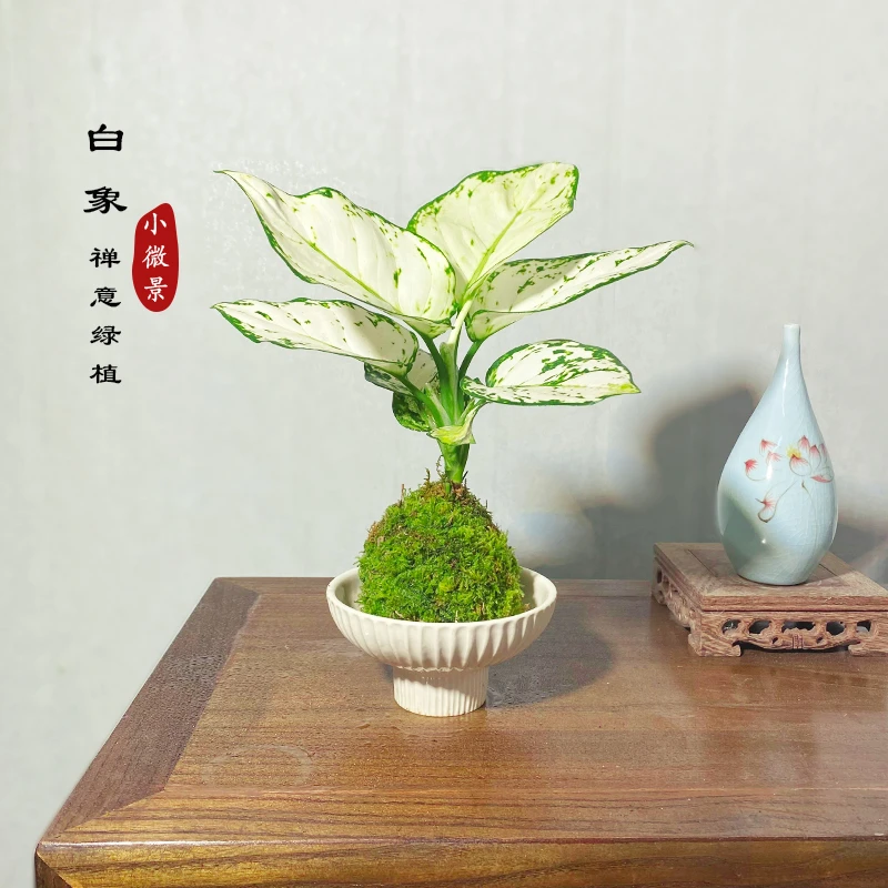 【宏展】白象苔藓球室内耐阴好养桌面禅意植物