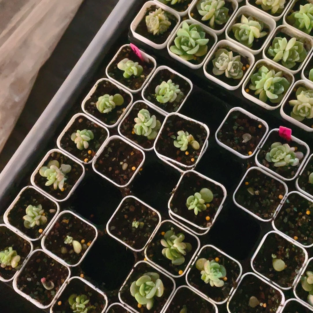 荔枝中苗中盆一个满25包邮