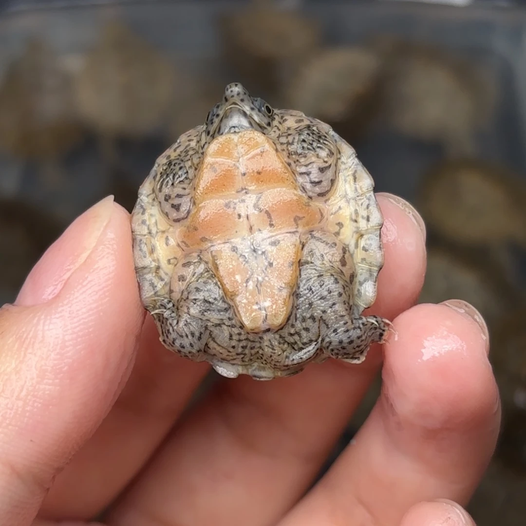 剃刀龟不分公母全品双满文粗纹黑刀