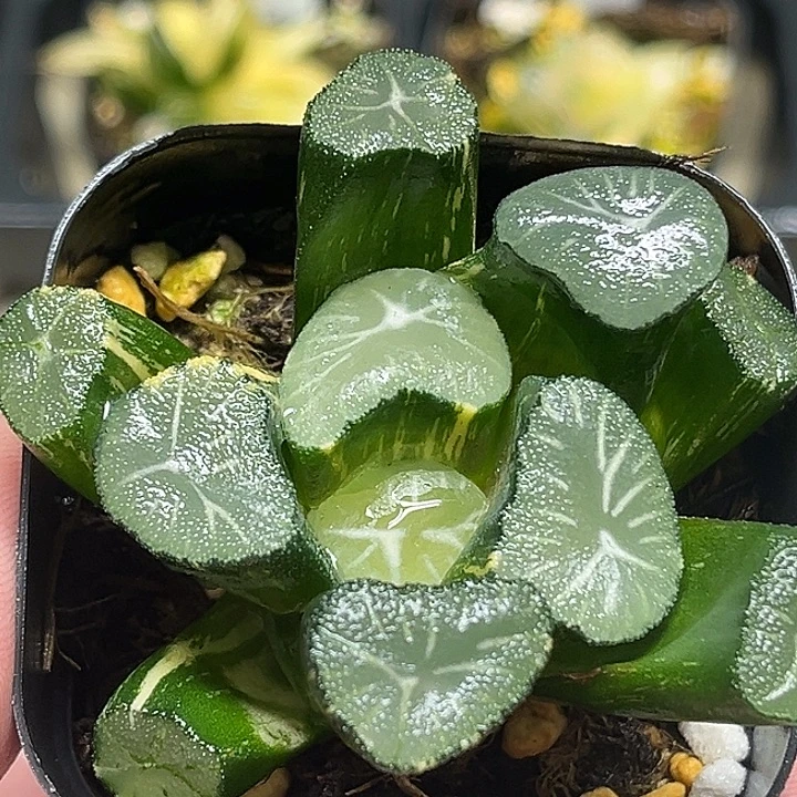 49大窗玉龙万象锦