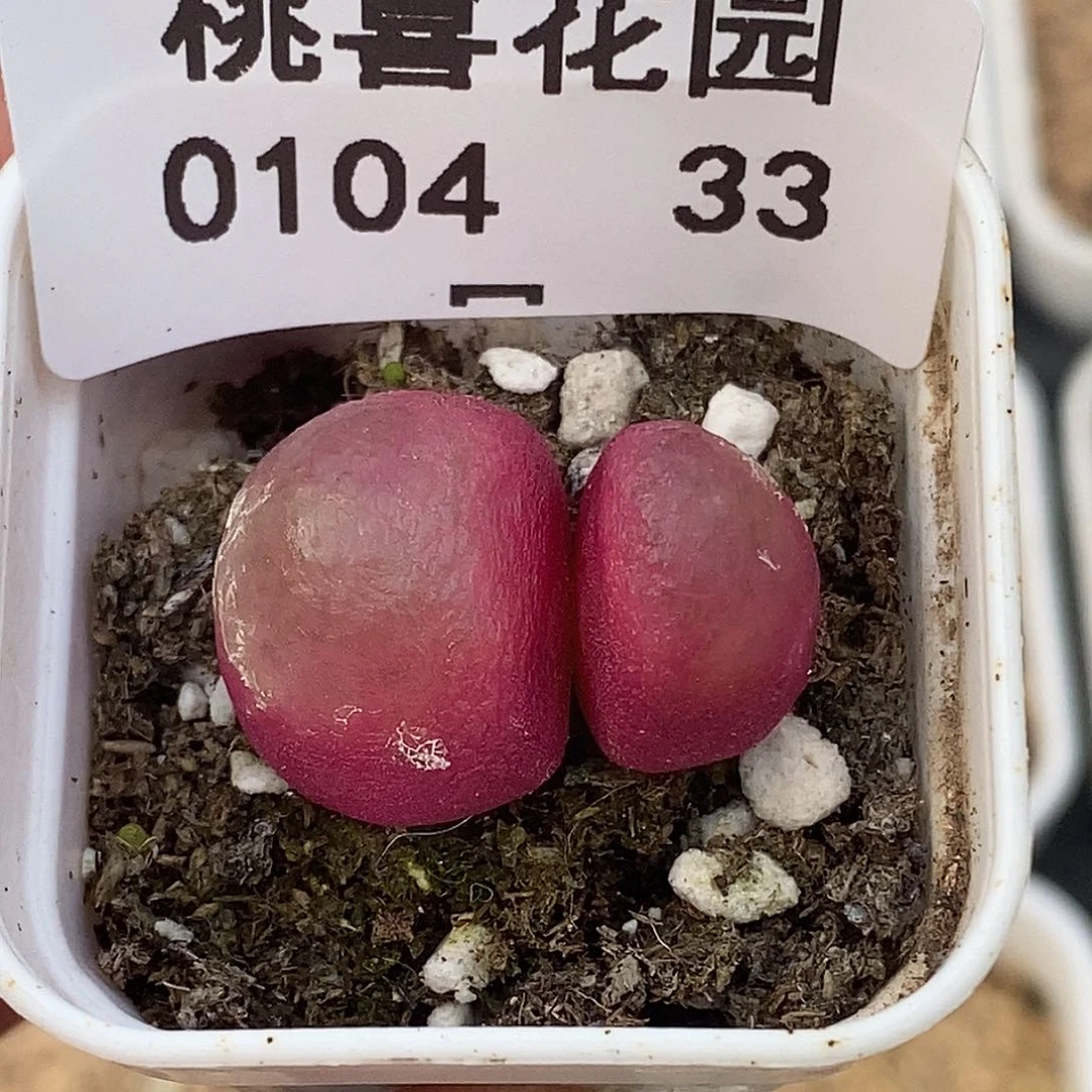 壹*.104-33-福利灯泡。