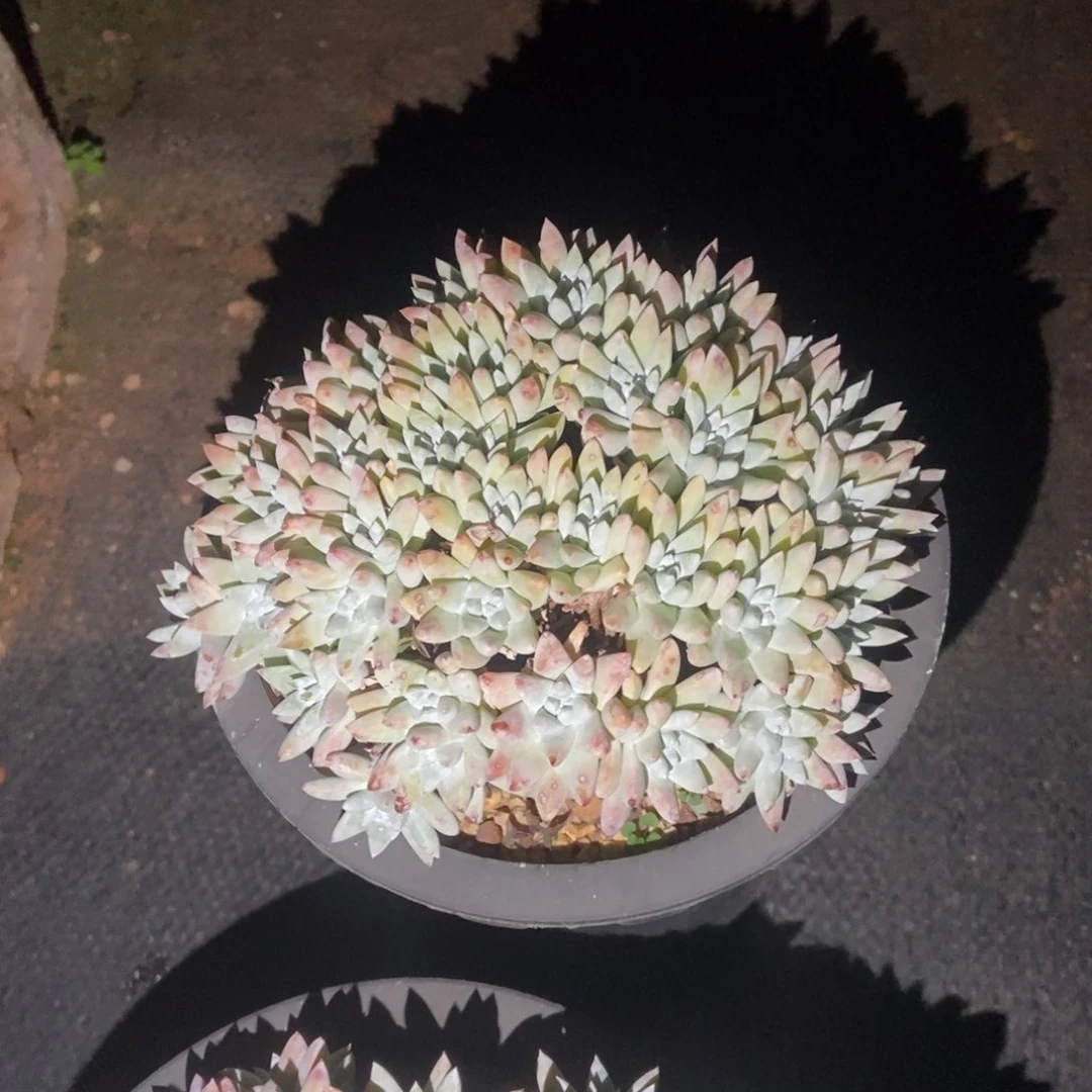 白菊48头多肉植物啦啦啦