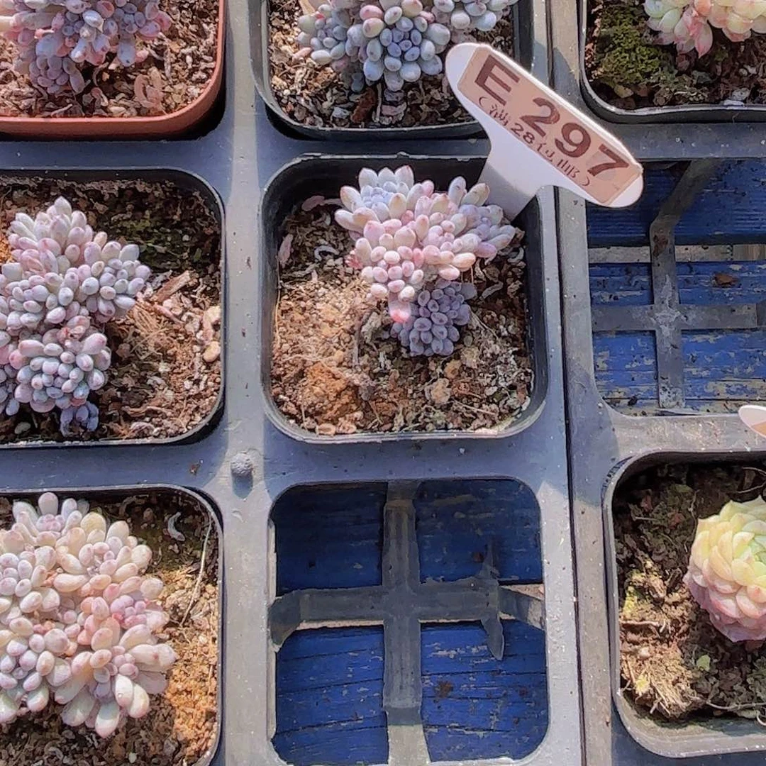 我***你E297蓝豆一物一拍