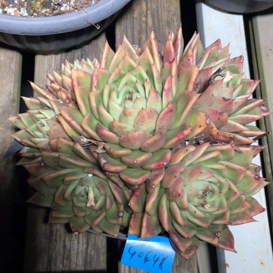 多肉植物多肉植物0448