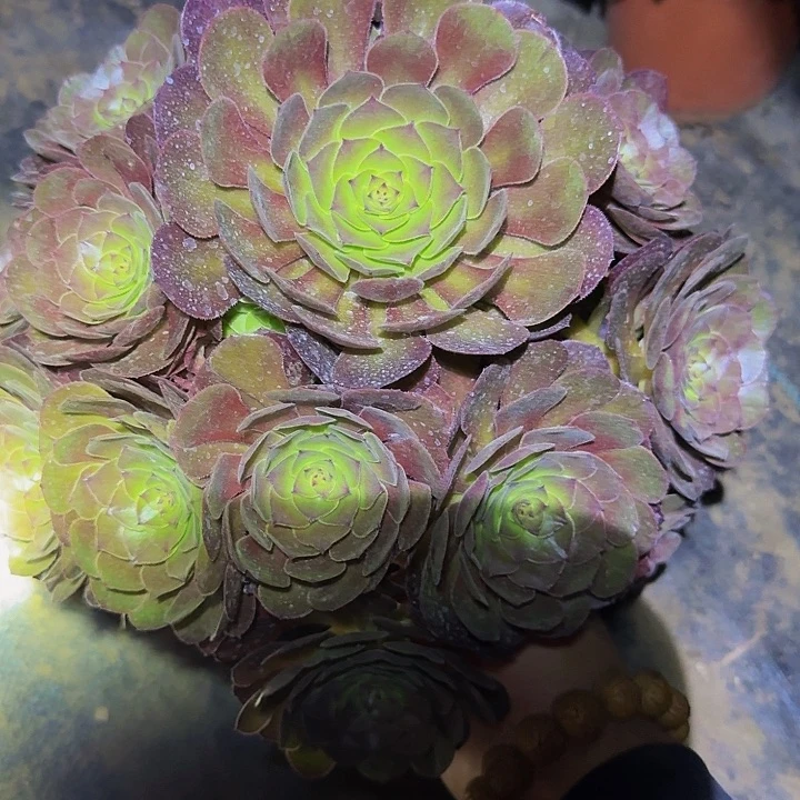 精品红心万圣节捧花亏本福利