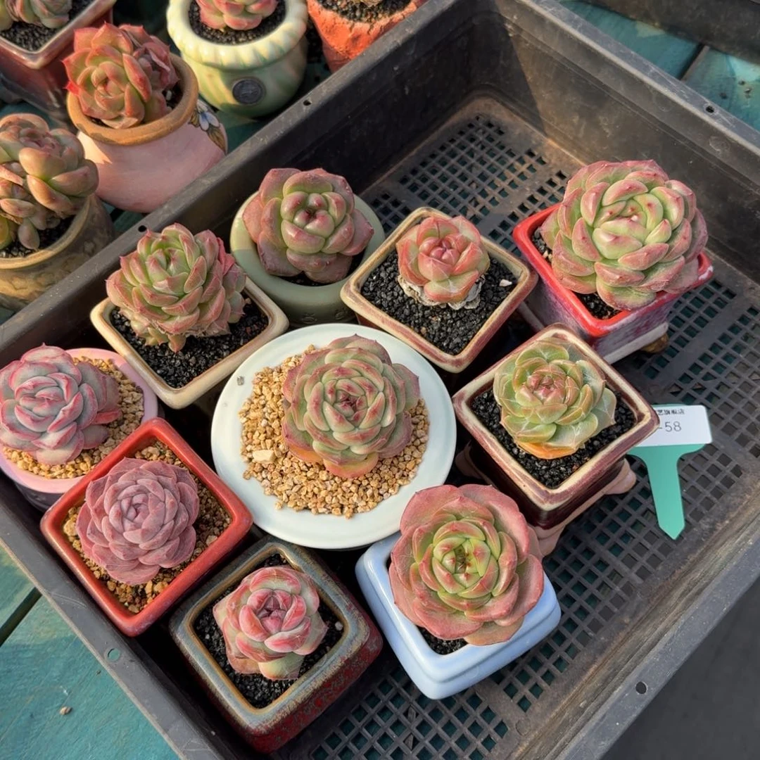 从前慢多肉精选编号1128.58