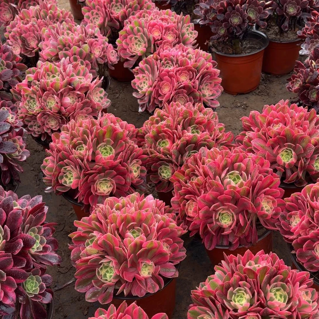 粉女巫绣球9.9多肉植物