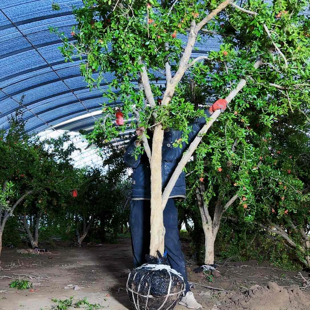 无花朵健健康康快快乐乐