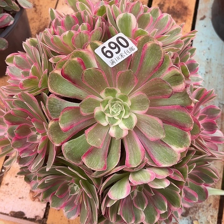 690孔雀翎诺米多肉法师锦不包侧枝断枝