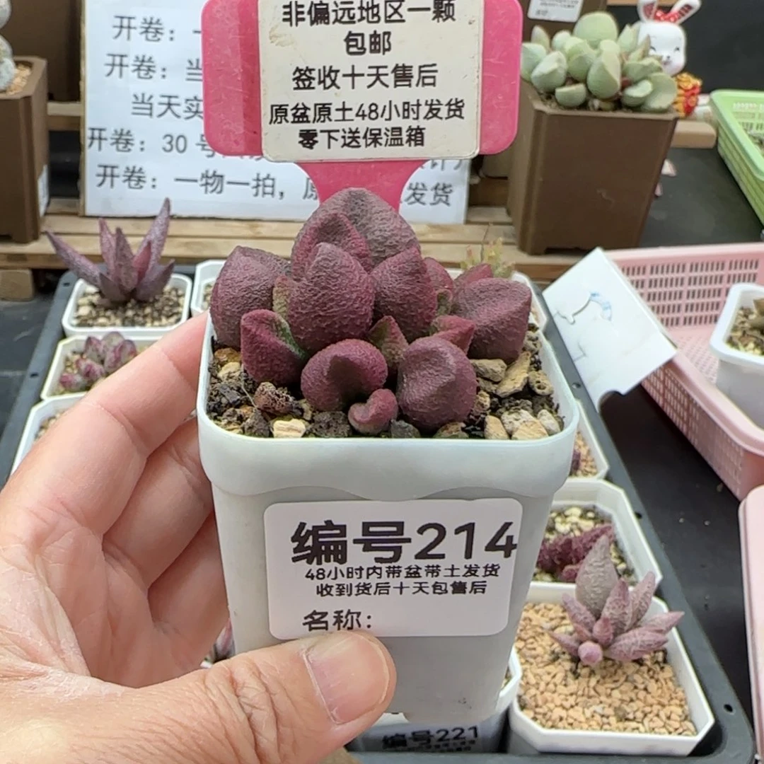 214编号水蜜桃多肉植物