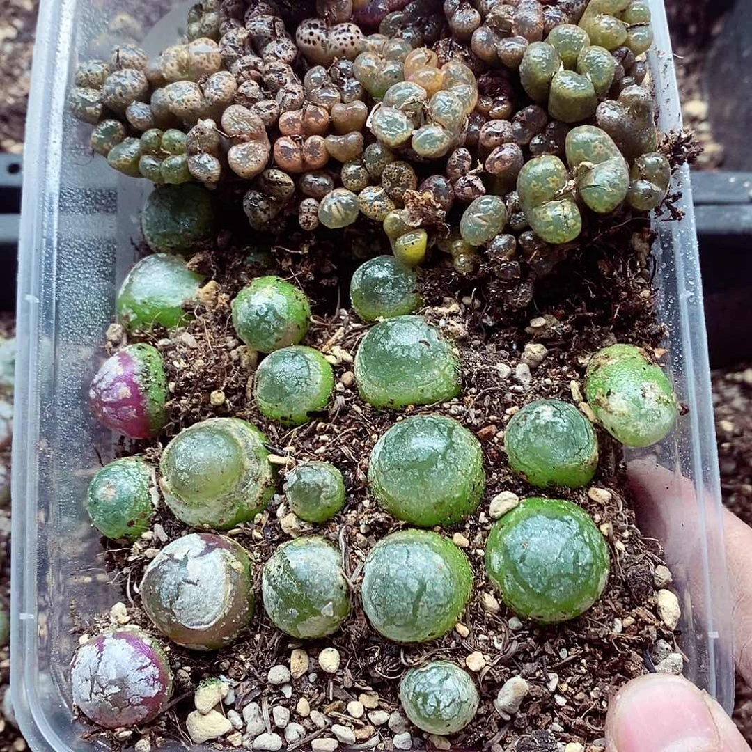 佩***佩180灯泡呃呃呃呃呃呃呃呃呃呃呃呃