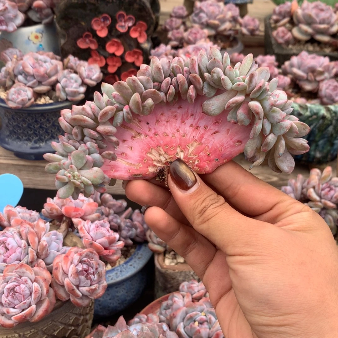 石榴籽缀化高板花花