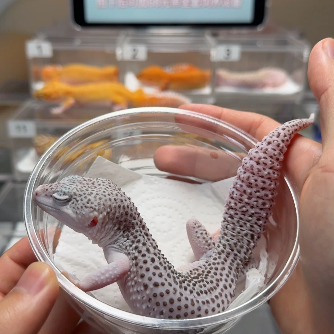 豹纹守宫银河成体公