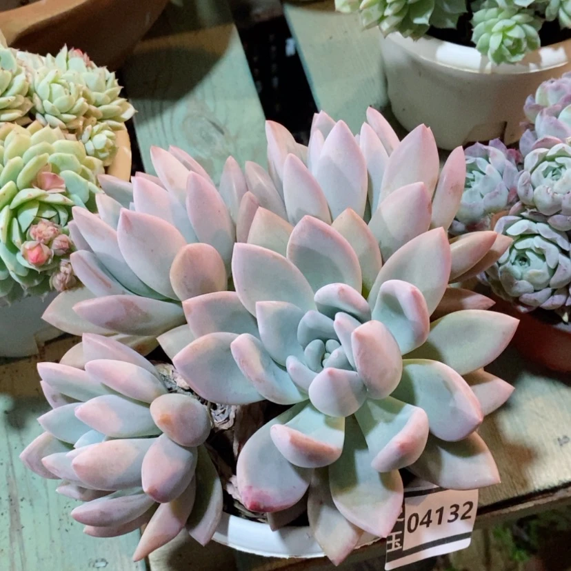 【闪购商品】奥普04132