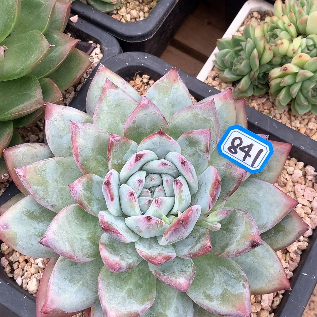 841卡 一物一拍多肉