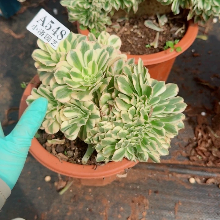 548迈巴赫缀化多肉植物28包邮