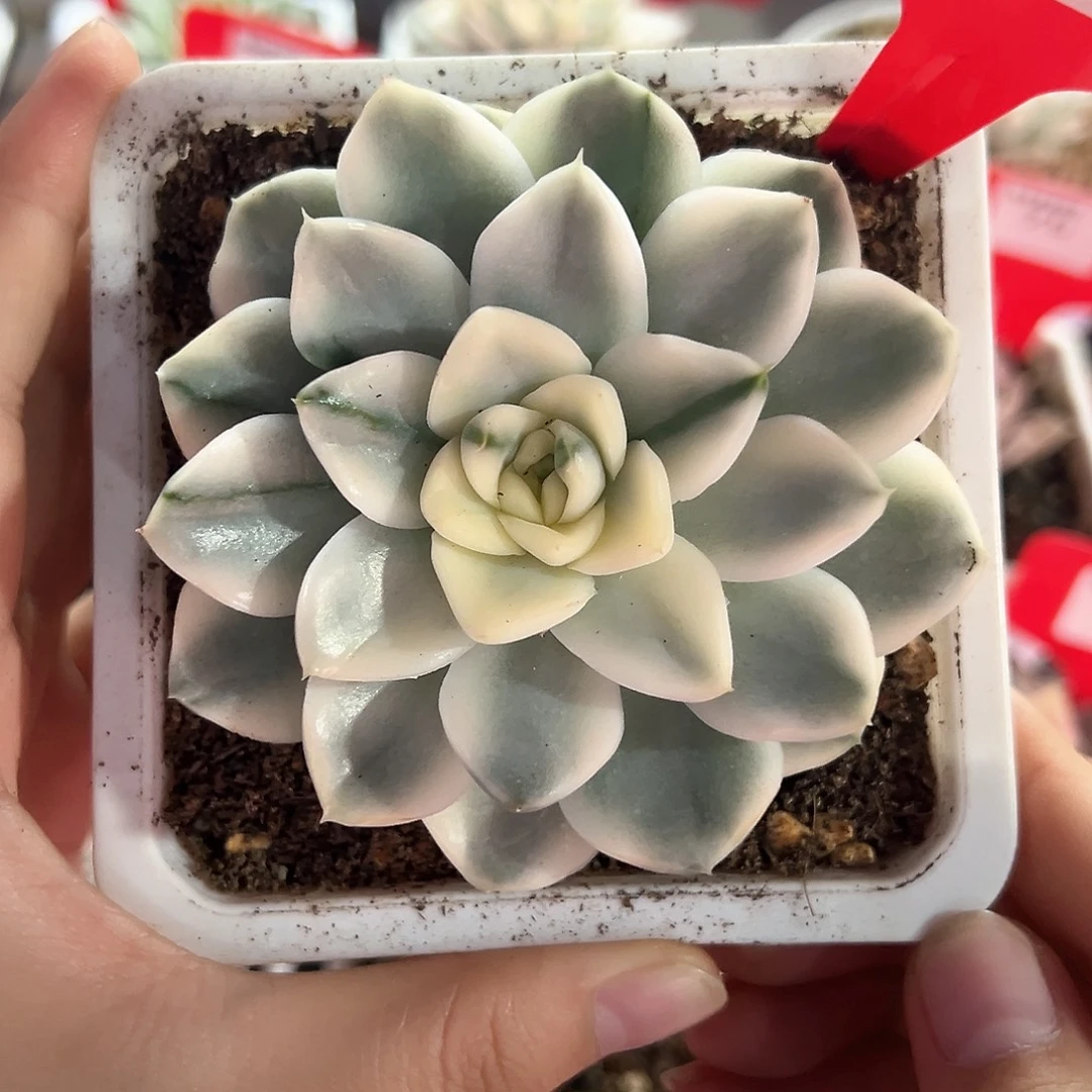 74号雪鸢锦多肉植物