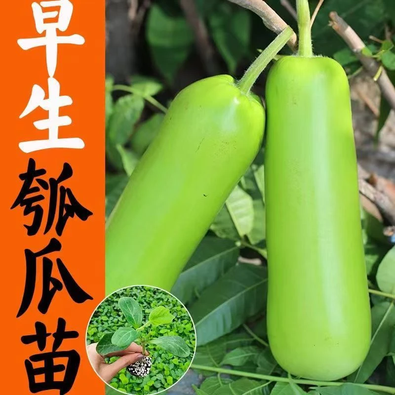 四季可食用瓠子苗菜瓠瓜种苗胡瓜付子瓜苗蔬菜秧苗带土发货四季种