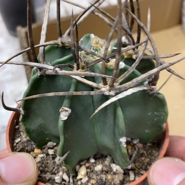 实生水牛角特价福利