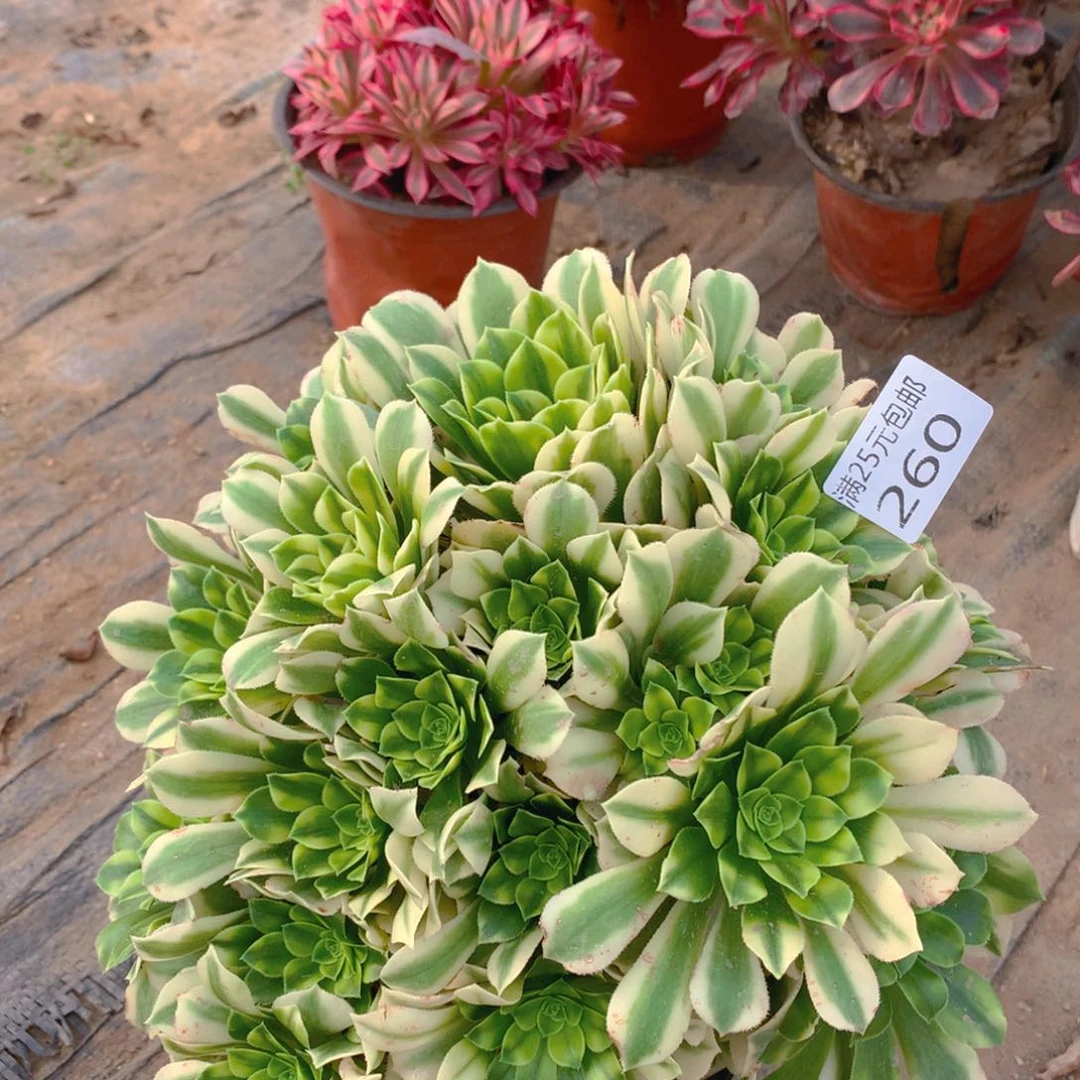 260金丝翡翠多肉植物