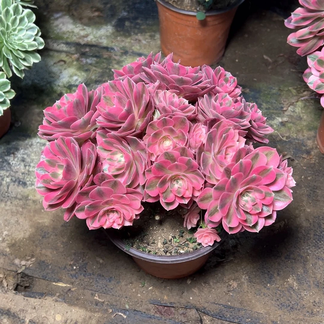 167多肉多肉多肉多肉多肉多肉多肉