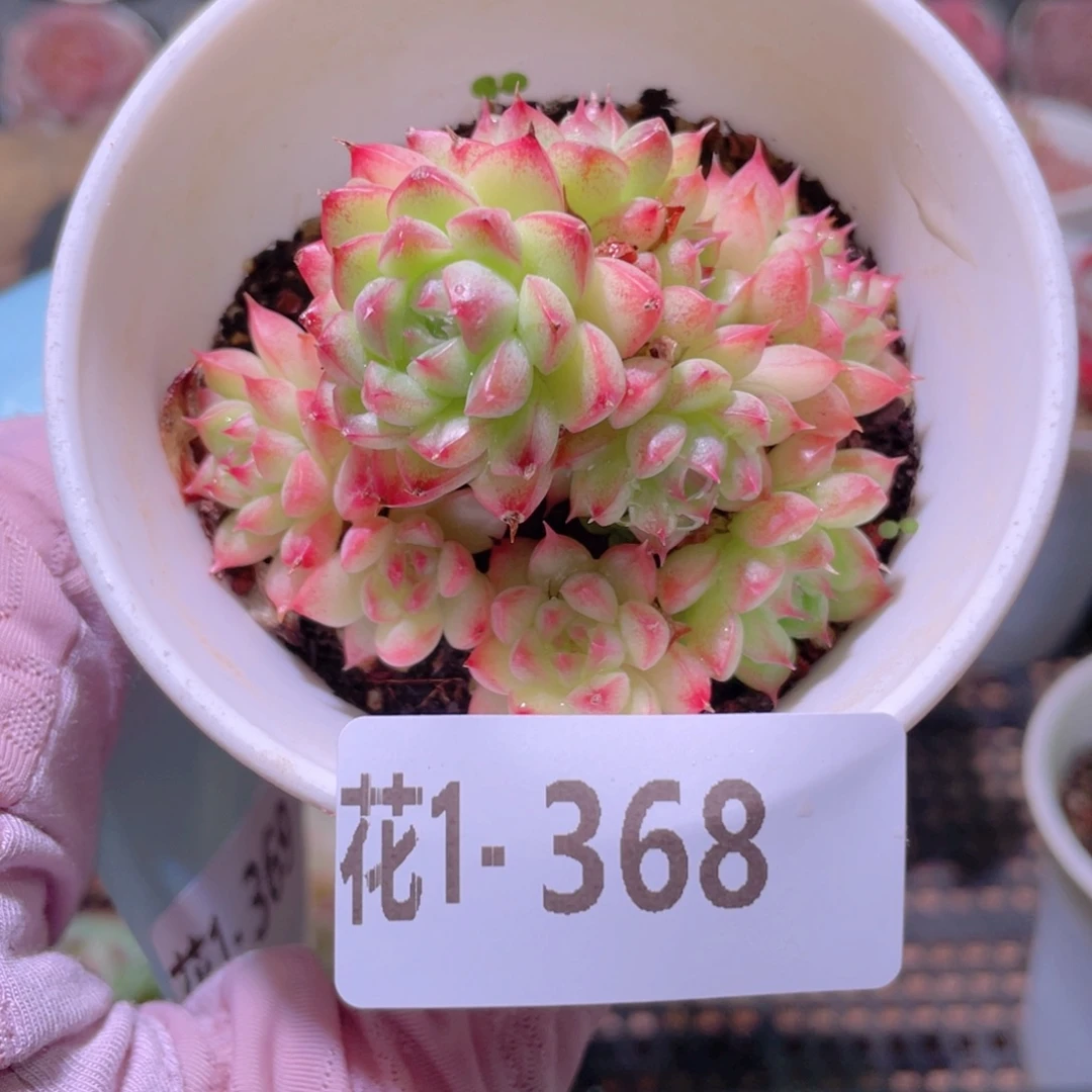 花利美1-368海王群