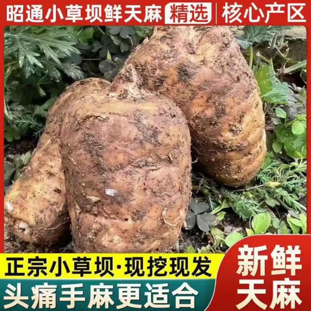 专小草坝农家天麻新鲜天麻现挖现发京东顺丰空运包邮
