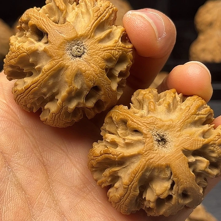 核桃秦岭突突突突突