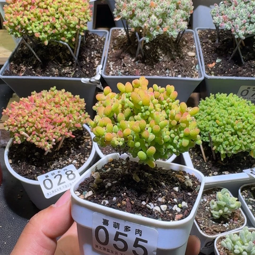 枝干番杏金桔糖球055