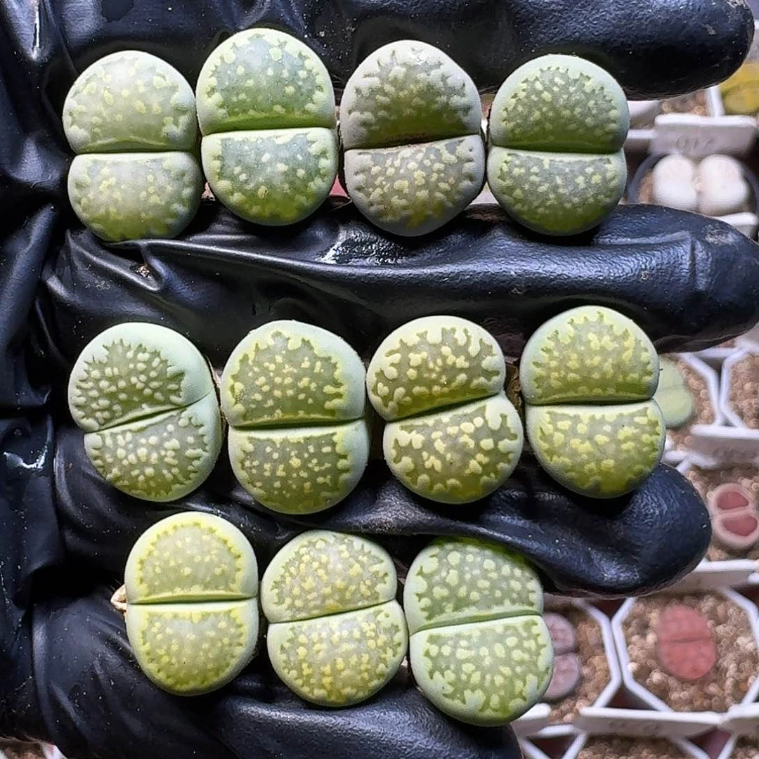 生石花111111。   176