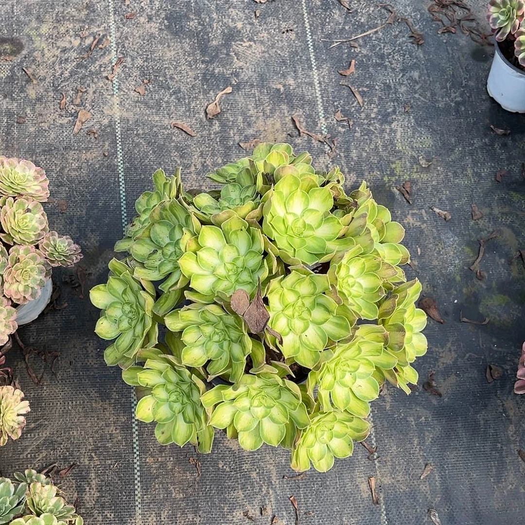 韶华韶华韶华韶华