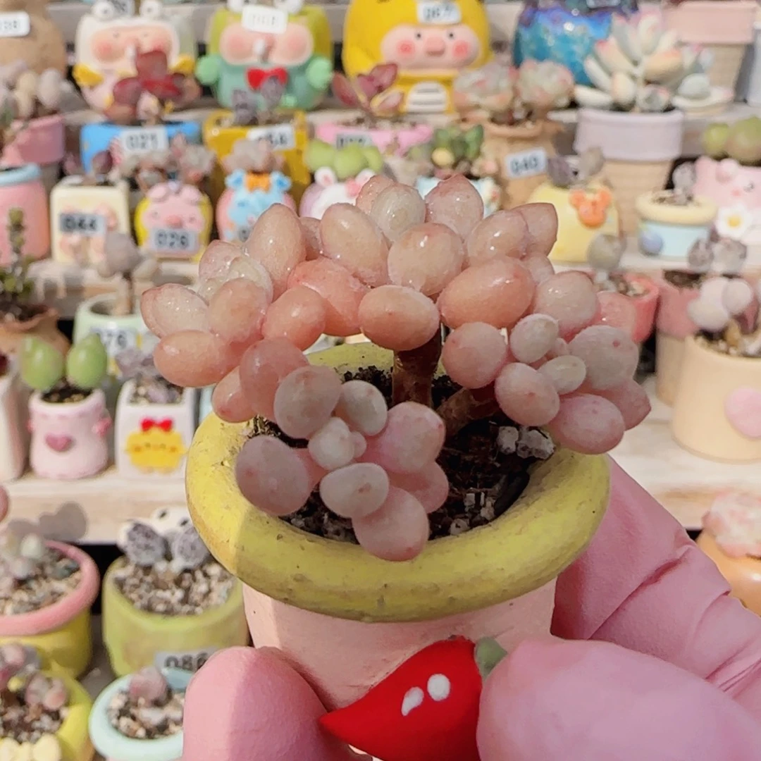 小洛可可 盆口2.5cm