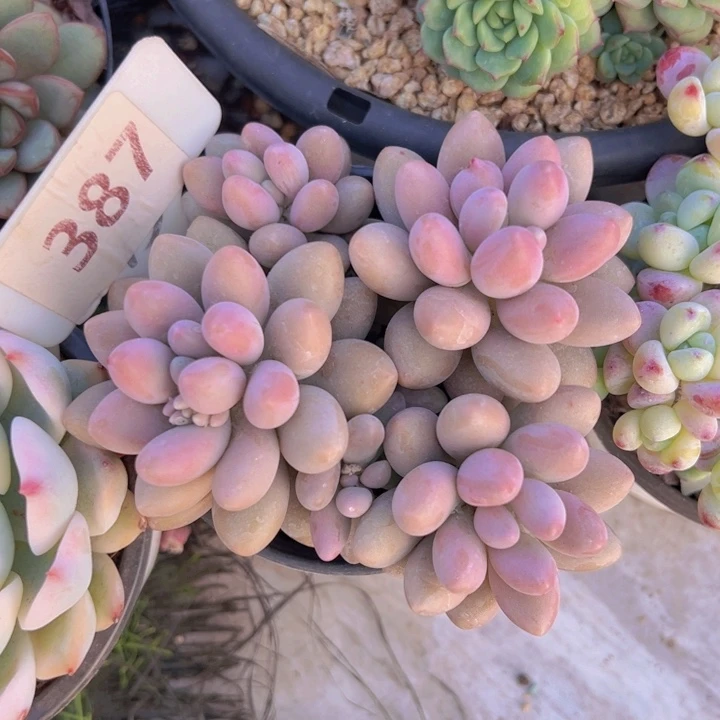 健健康康平平安安多肉