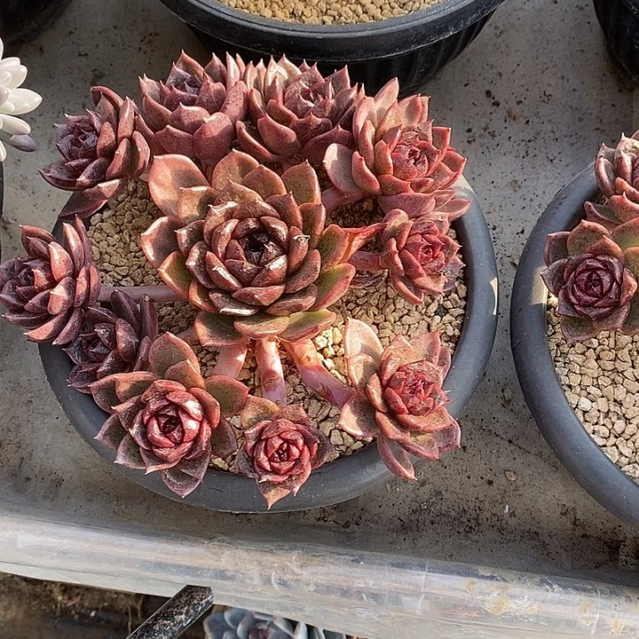 整群无坎多头紫水晶