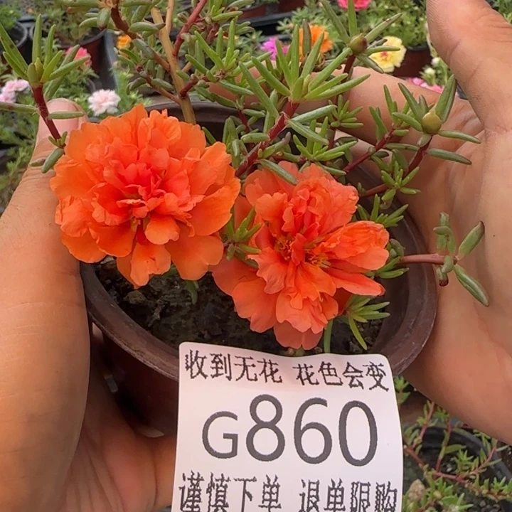 无花朵G860超小苗盆口10cm可能有虫