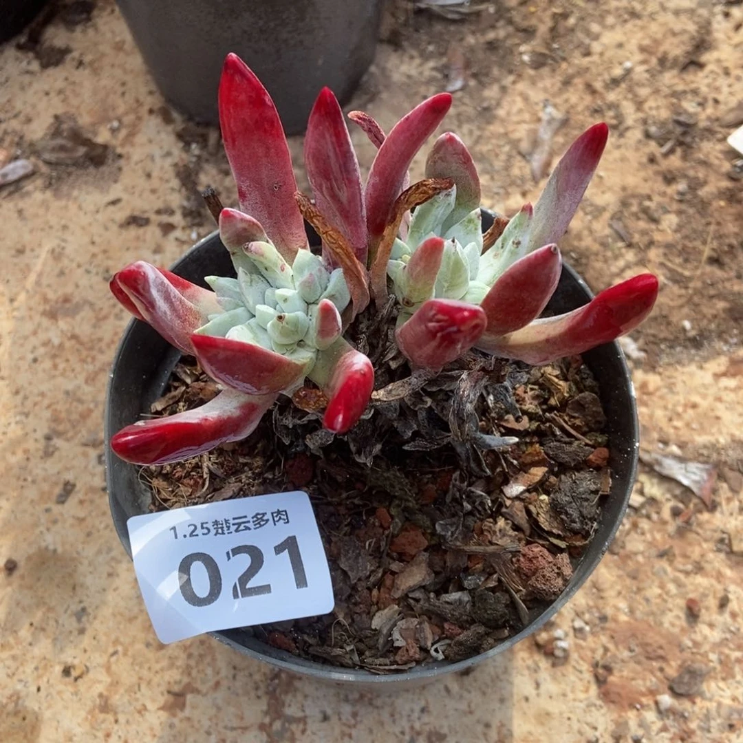 021多肉植物啦啦啦