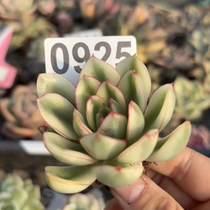 锦满18包邮当场凑单