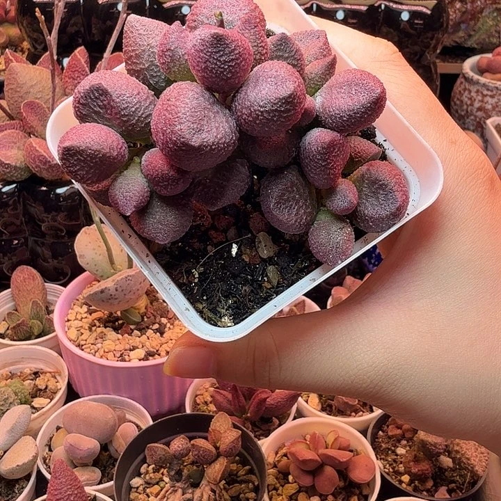水蜜桃。  感谢支持。