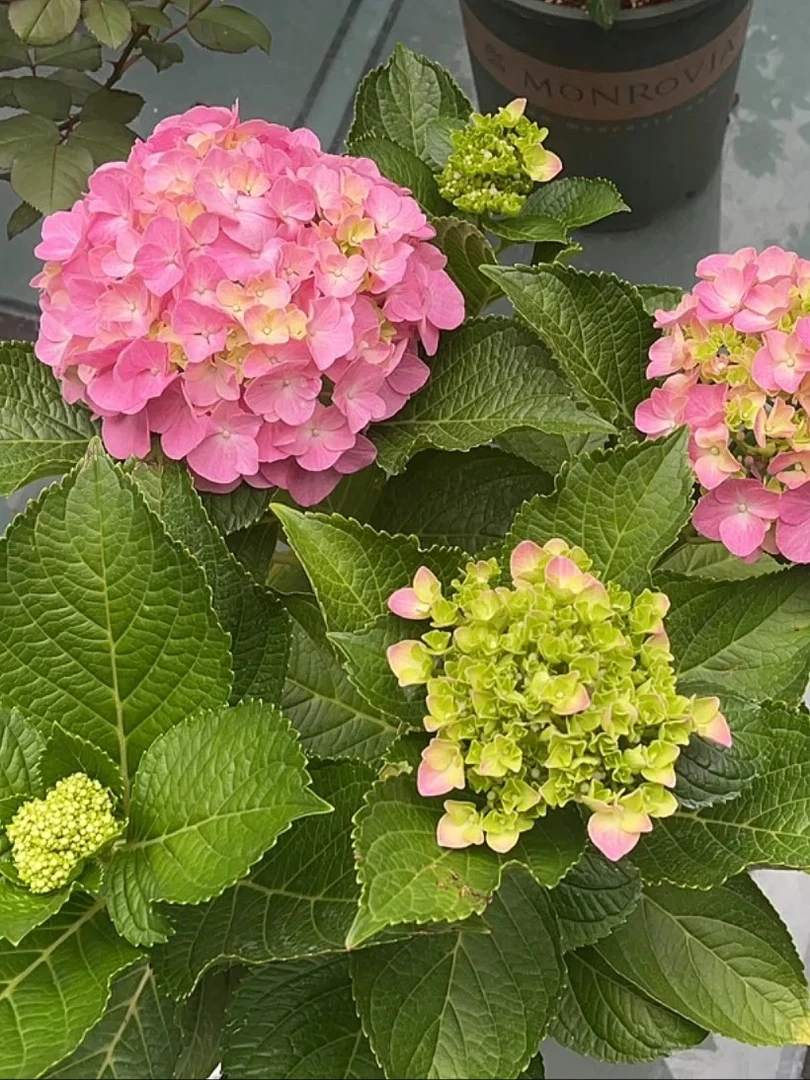 【易多梦幻】（2加仑）绣球盆栽植物原盆原土阳台花园栽种好带花苞