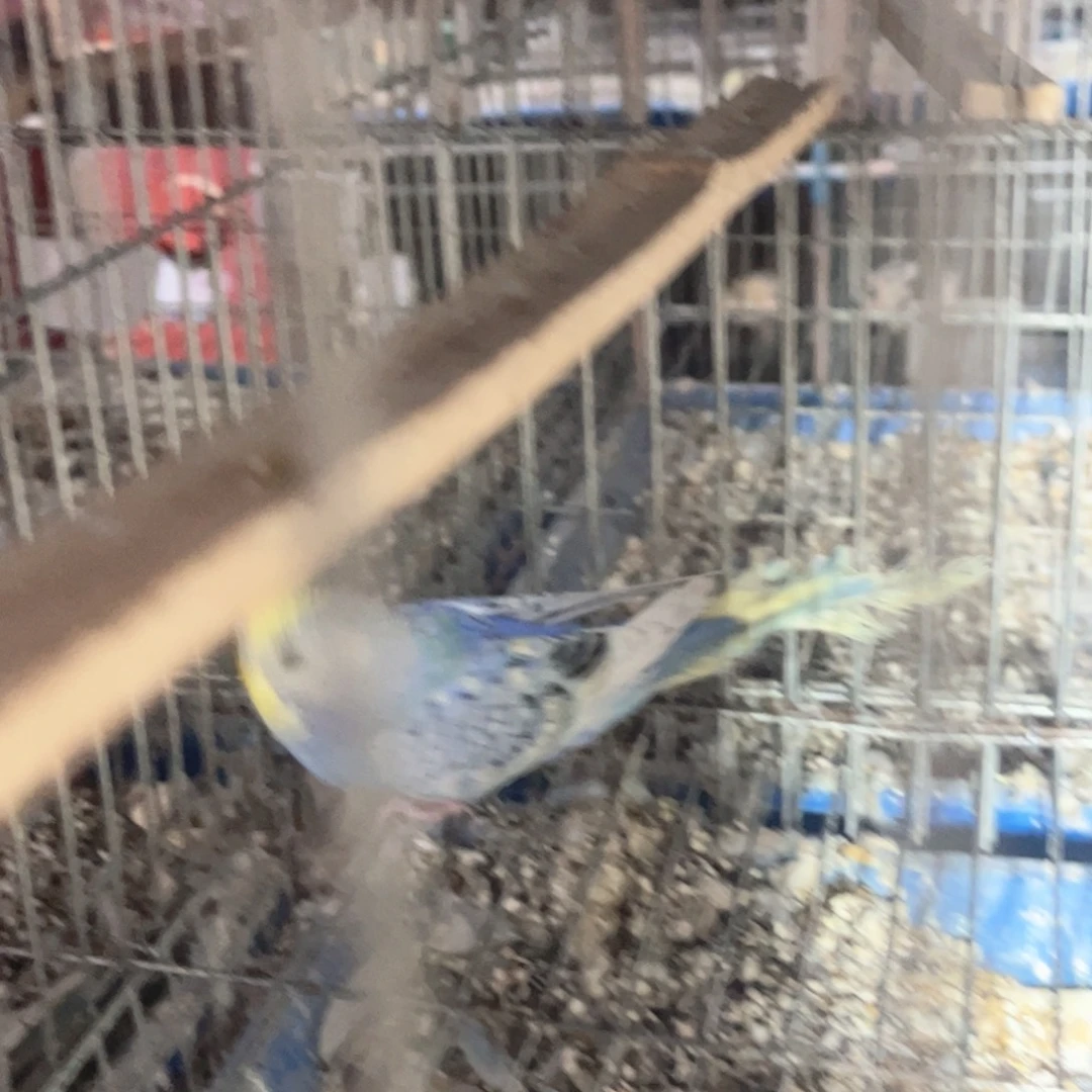 虎皮鹦鹉我们的生活