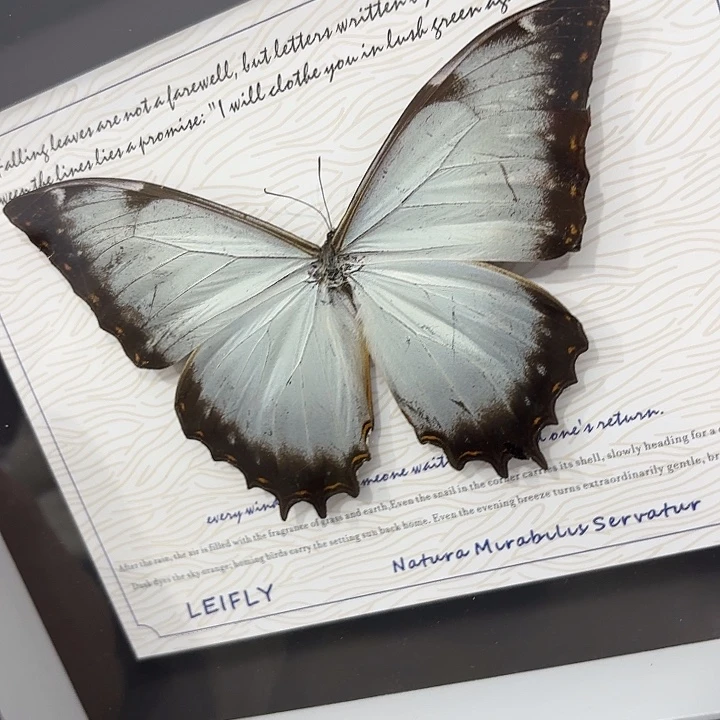 b***o蝴蝶标本定制版105