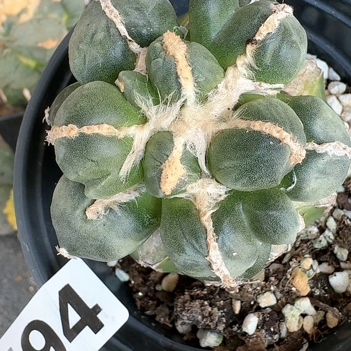 【闪购商品】无花朵I****e变尤蛋594