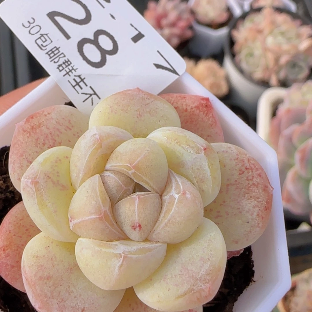 糖心冰玉一颗脱土发货