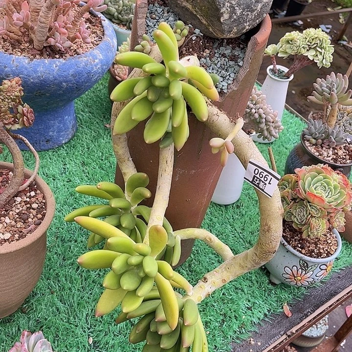 金蝉1990多肉植物