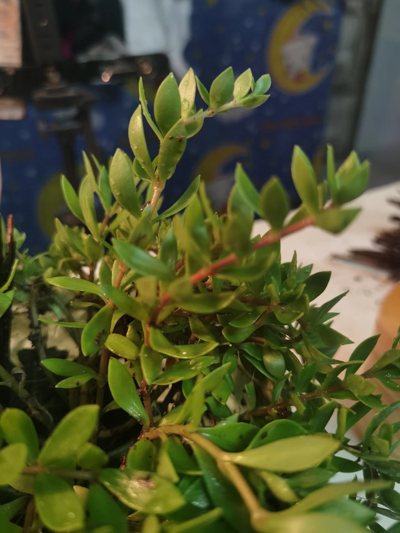 带土垂盆草可泡茶可凉拌可做浆水酸菜十分美味作绿植观赏抗旱耐涝