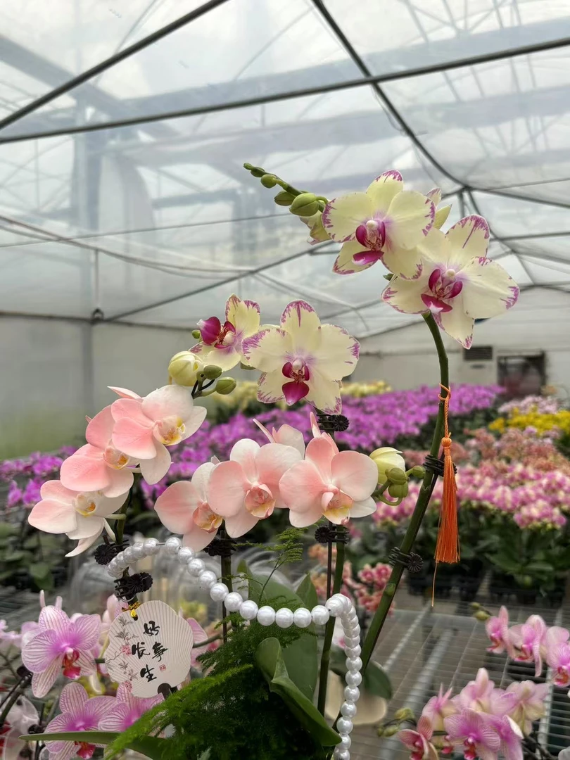 简香｛一物一拍248｝蝴蝶兰 花艺师高端精美艺术组盆