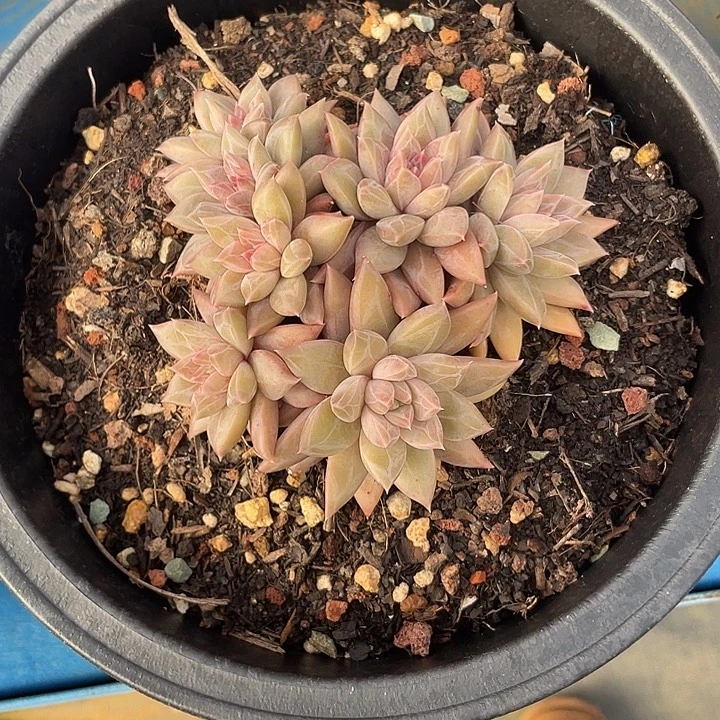 192 精品多肉不带盆土满20包邮发货