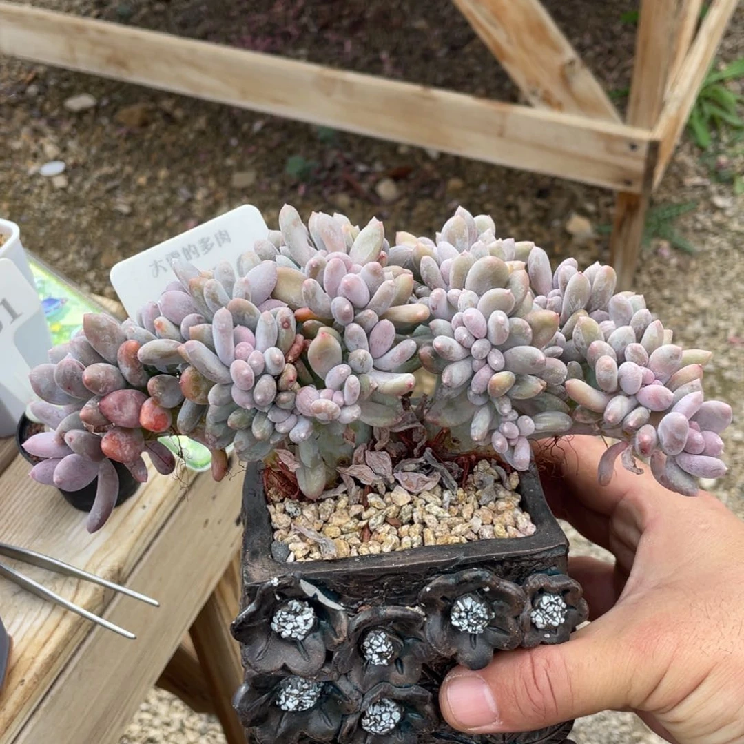 0126不认识不带盆19厘米