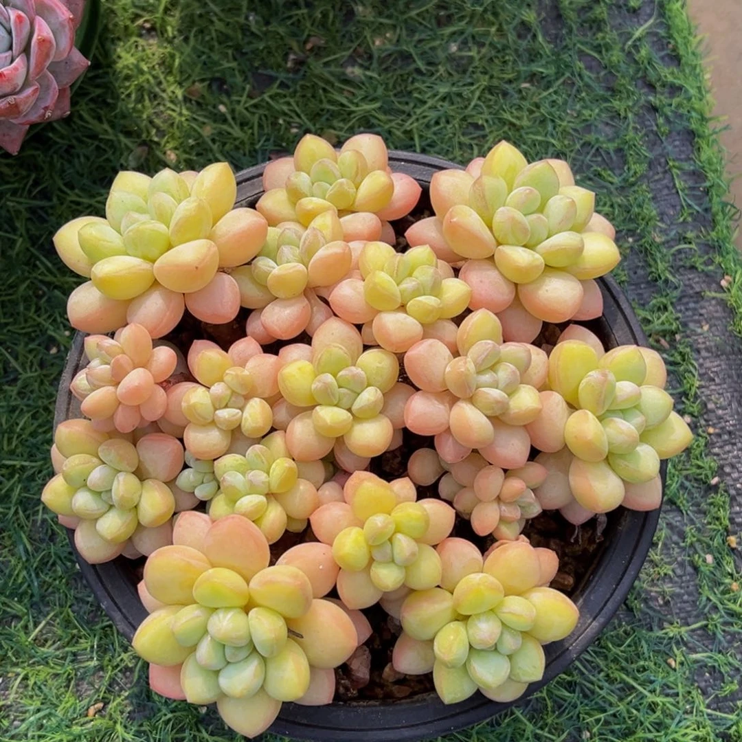 泡泡糖老桩一物一拍